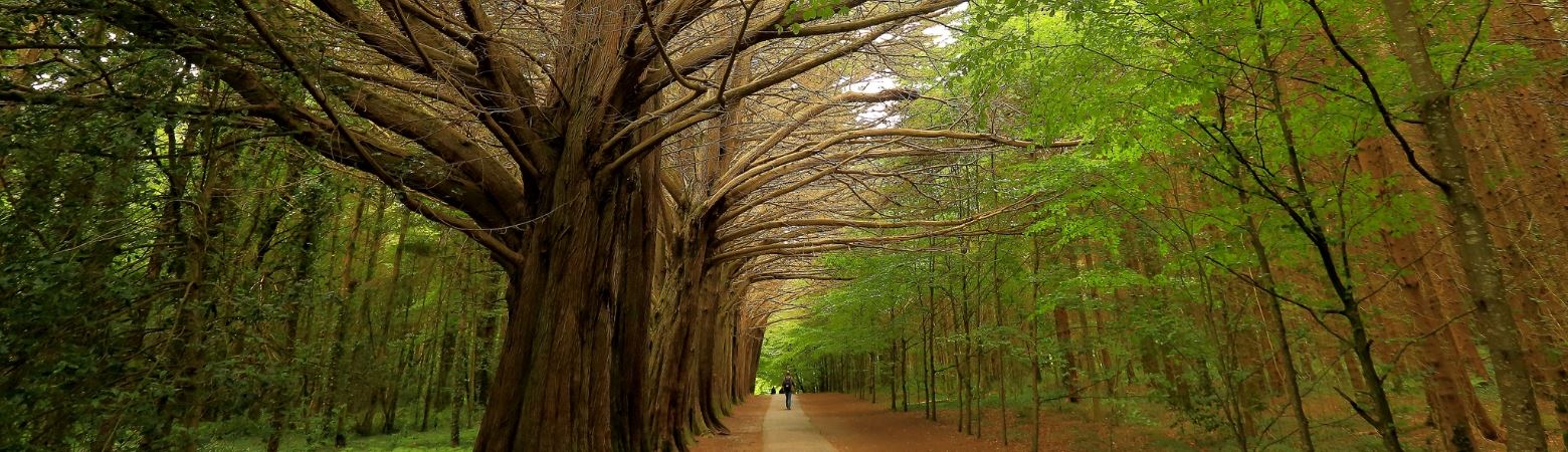 DIA INTERNACIONAL DAS FLORESTAS | AGRUPAMENTO DE ESCOLAS D. DINIS PARTICIPA NO PROJETO ÁRVORES EXTRAORDINÁRIAS